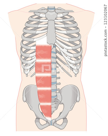 Rectus abdominis illustration Rectus abdominis illustration 123102067