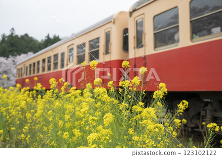 Kominato鐵路和櫻花和強姦開花 123102122