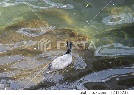 野鳥 野鳥 123102351