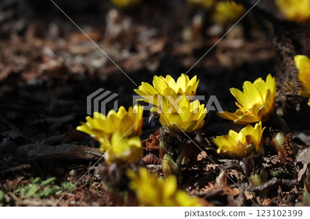 沐浴在陽光下的阿多尼斯花 123102399