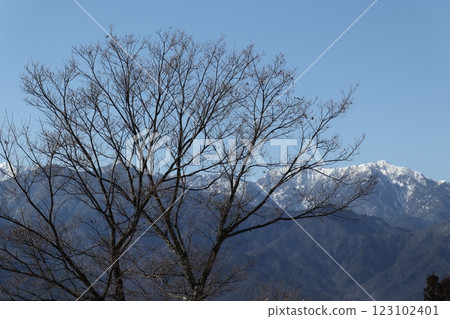 以北阿爾卑斯山為背景的冬季樹木 123102401
