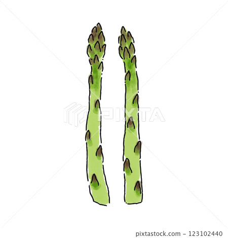 Asparagus, watercolor style 123102440