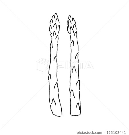 Asparagus line drawing Asparagus line drawing 123102441