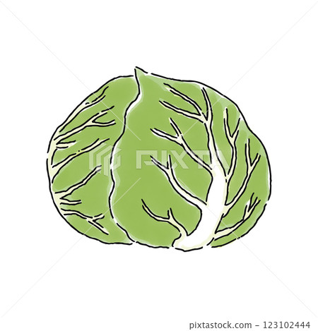 Cabbage watercolor style 123102444