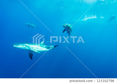 寬吻海豚，東京，小笠原 123102796