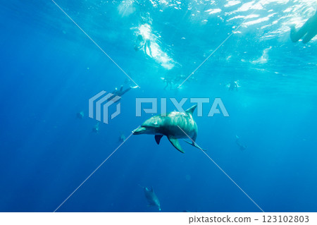 Bottlenose dolphins, Tokyo, Ogasawara 123102803