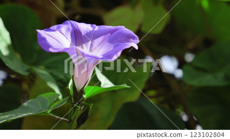 Morning glory flowers spreading their petals in the early summer morning sun 123102804