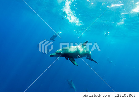 寬吻海豚，東京，小笠原 123102805