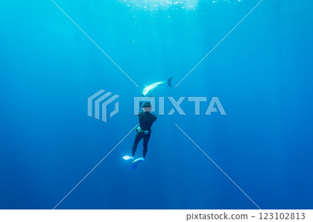 寬吻海豚,東京,小笠原 寬吻海豚,東京,小笠原 123102813