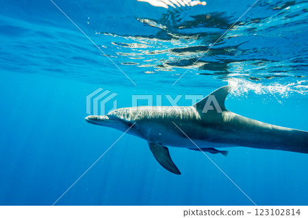 寬吻海豚，東京，小笠原 123102814