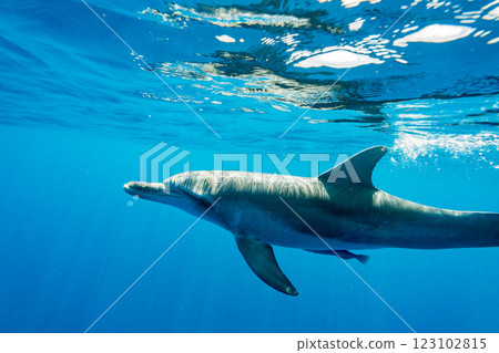 寬吻海豚，東京，小笠原 123102815