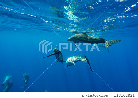 寬吻海豚，東京，小笠原 123102821