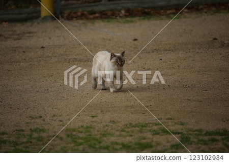 Setouchi Island Cat Setouchi Island Cat 123102984