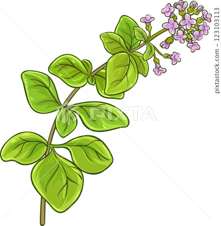 Oregano Branch with Flowers and Leaves Colored Detailed Illustration. Oregano Branch with Flowers and Leaves Colored Detailed Illustration. 123103113