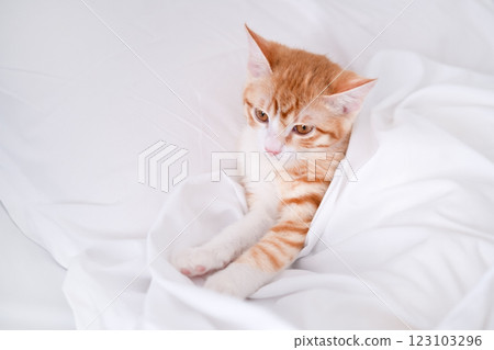Red kitten lying in a white bed Red kitten lying in a white bed 123103296