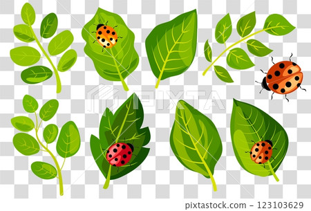 Colorful vector illustration of fresh green leaves with playful ladybugs on a transparent background Colorful vector illustration of fresh green leaves with playful ladybugs on a transparent background 123103629