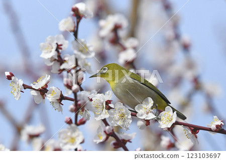 盛開的繡眼鳥（春天的圖像）（溫馨的圖像） 123103697