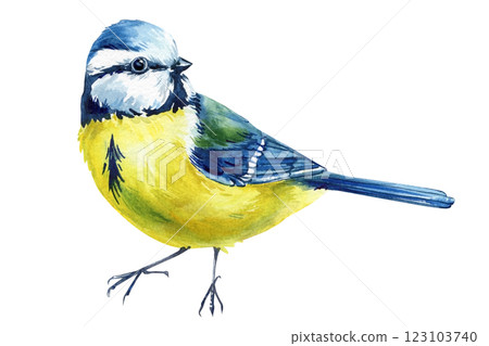 Watercolor blue tit bird hand painted illustration isolated on white background spring wildlife nature art. forest bird Watercolor blue tit bird hand painted illustration isolated on white background spring wildlife nature art. forest bird 123103740
