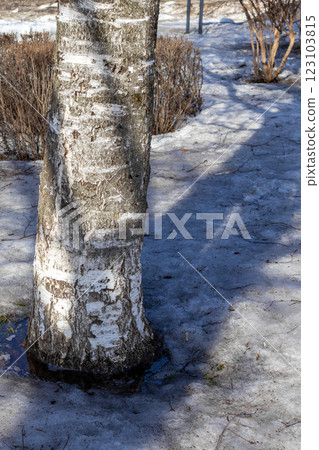 Trunk of birch tree and snow melting under March sun. The beginning of spring. Close-up 123103815