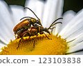 Macro Shot of Two Beetles Mating on a Daisy 123103838