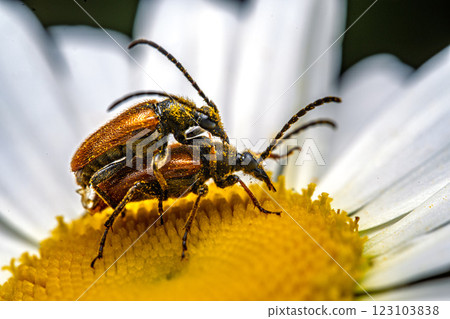 Macro Shot of Two Beetles Mating on a Daisy Macro Shot of Two Beetles Mating on a Daisy 123103838