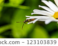 Macro Photograph of a Beetle on Daisy Petals 123103839