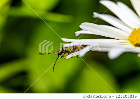 Macro Photograph of a Beetle on Daisy Petals Macro Photograph of a Beetle on Daisy Petals 123103839