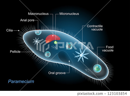 Anatomy of Paramecium caudatum with titles 123103854