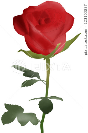 Red rose 123103857