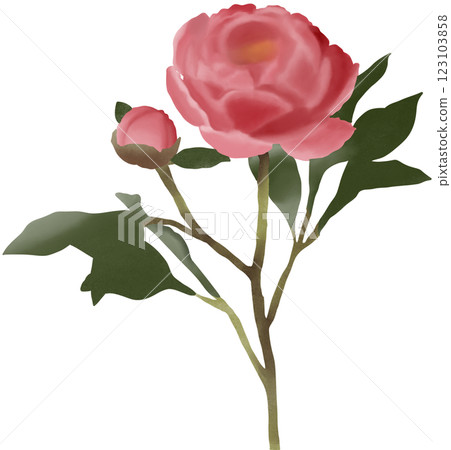 pink rose isolated on white background 123103858