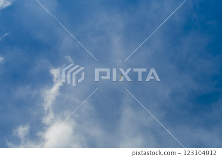 A single black-tailed gull flying in the blue sky. 123104012