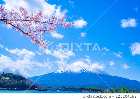 [Cherry Blossoms and Mt. Fuji] Mt. Fuji seen from the north shore of Lake Kawaguchi with cherry blossoms in full bloom [Yamanashi Prefecture] 123104162