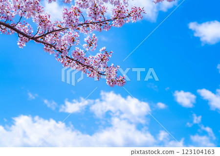[Cherry Blossoms and Mt. Fuji] Mt. Fuji seen from the north shore of Lake Kawaguchi with cherry blossoms in full bloom [Yamanashi Prefecture] 123104163
