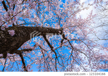 [Cherry Blossoms and Mt. Fuji] Mt. Fuji seen from the north shore of Lake Kawaguchi with cherry blossoms in full bloom [Yamanashi Prefecture] 123104166