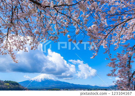 [Cherry Blossoms and Mt. Fuji] Mt. Fuji seen from the north shore of Lake Kawaguchi with cherry blossoms in full bloom [Yamanashi Prefecture] 123104167