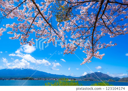 [櫻花與富士山] 從河口湖北岸看到的富士山，櫻花盛開[山梨縣] 123104174