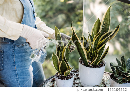 Close-up of gloved hands watering snake plants with a sprayer on a balcony. Highlights urban gardening, plant care, and eco-friendly practices. 123104212
