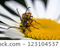 Macro Shot of Two Beetles Mating on a Daisy 123104537