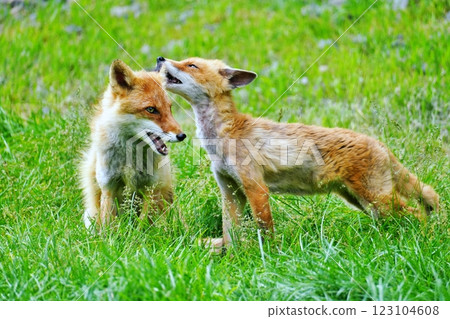 Kita fox Kita fox 123104608