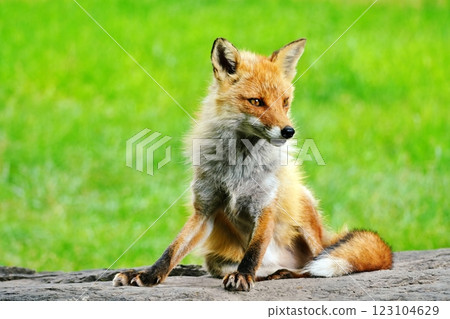 Kita fox Kita fox 123104629