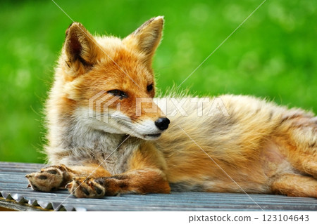 北狐狸 北狐狸 123104643