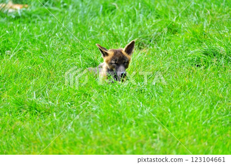 Kita fox Kita fox 123104661