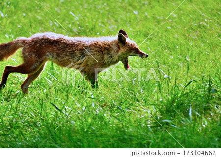 北狐狸 北狐狸 123104662