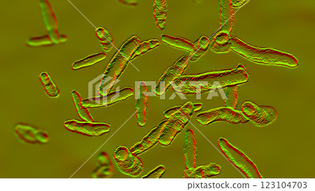 Bilophila wadsworthia bacteria Bilophila wadsworthia bacteria 123104703