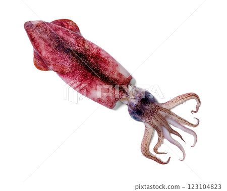 Whole single fresh raw baby squid on white 123104823