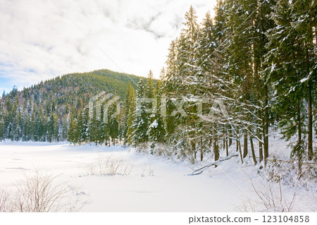 landscape with coniferous forest and frozen lake in mountain. carpathian wonderland. sunny weather. nature scenery of synevyr national park in winter. idyllic climate 123104858