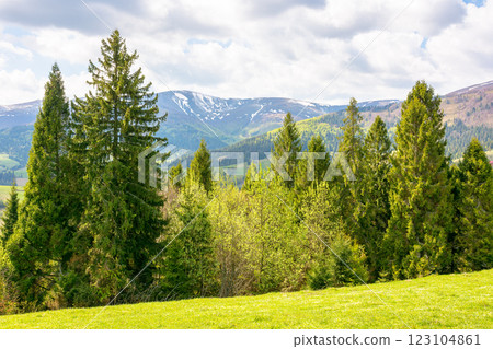 coniferous forest on the hillside in spring. carpathian mountain landscape with grassy meadow on a sunny morning coniferous forest on the hillside in spring. carpathian mountain landscape with grassy meadow on a sunny morning 123104861