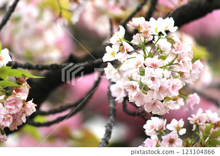 大阪造幣局法明寺的櫻花步道和八重櫻花 123104866