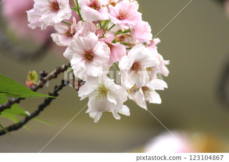 大阪造幣局的櫻花道和一束重瓣櫻花(法明寺) 大阪造幣局的櫻花道和一束重瓣櫻花(法明寺) 123104867