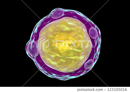 Blastocystis hominis parasite, 3D illustration. The causative agent of diarrheal infections in humans 123105016